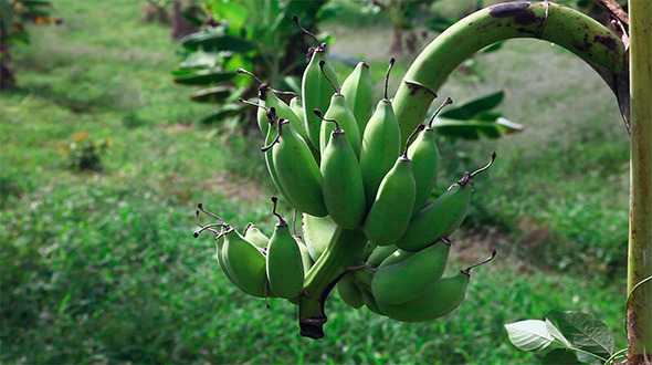 Bananas Bananas