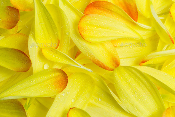 Red and Yellow Petals Dahlia (Misc) Photo Download