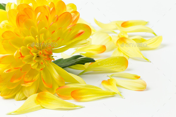 Red and Yellow Dahlia (Misc) Photo Download