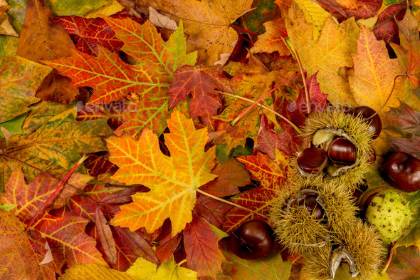 Colorful and bright background with fallen autumn leaves and che (Misc) Photo Download