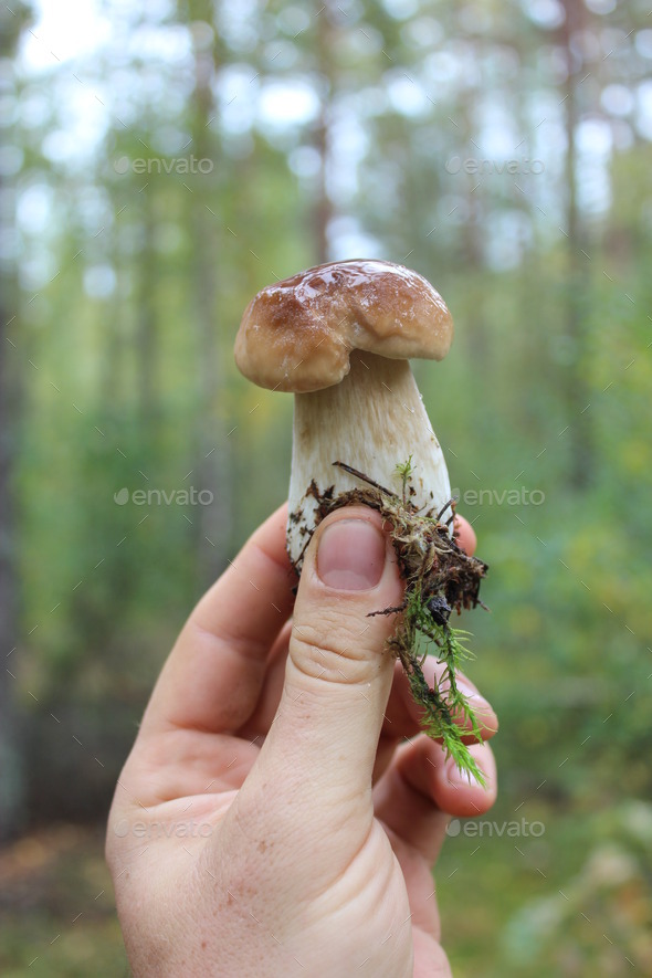 Beautiful and little cep in the hand (Misc) Photo Download