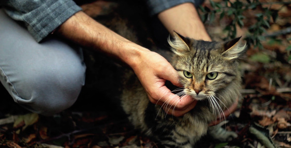Cat Cat