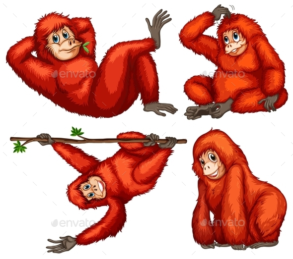 GraphicRiver Orangutan 9277520 GraphicRiver Orangutan 9277520