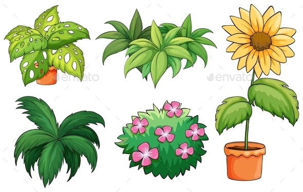 Flowerpots and Plants (Flowers & Plants)