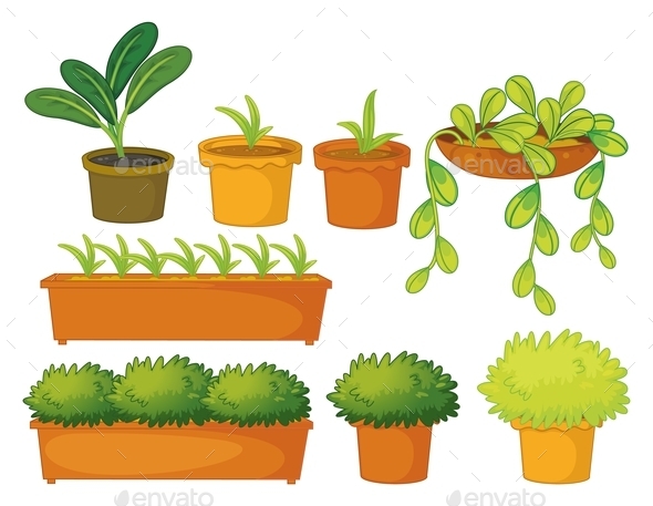 Various Plants and Pots (Flowers & Plants)