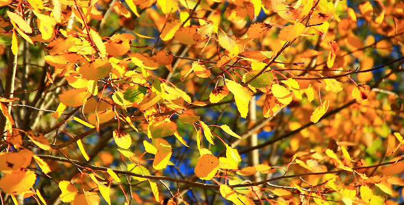 Golden Forest Golden Forest