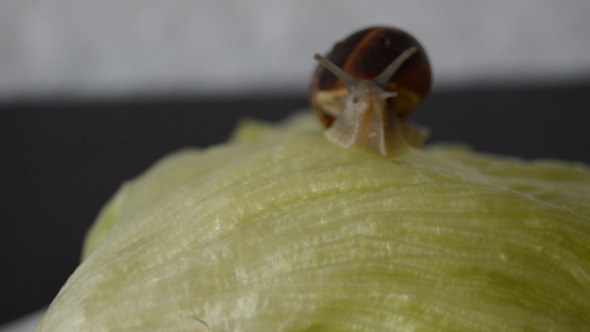 Snail Climbing on Lettuce Snail Climbing on Lettuce