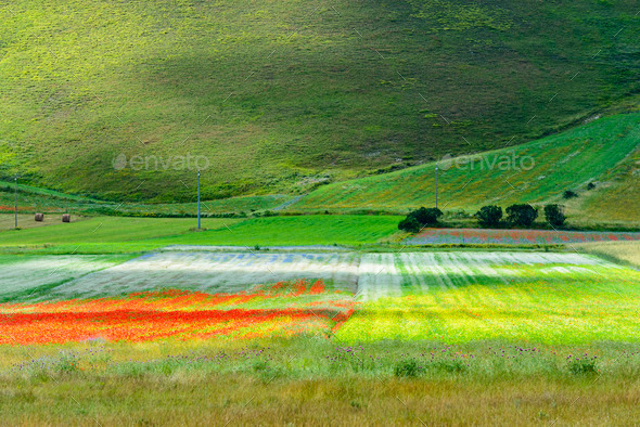 Piano Grande di Castelluccio (Italy) (Misc) Photo Download