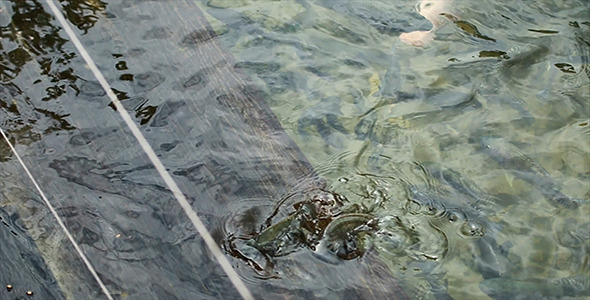 Fish in The Pond 08 Fish in The Pond 08