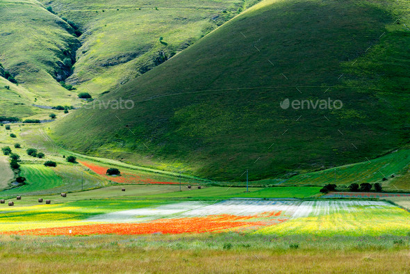 Piano Grande di Castelluccio (Italy) (Misc) Photo Download