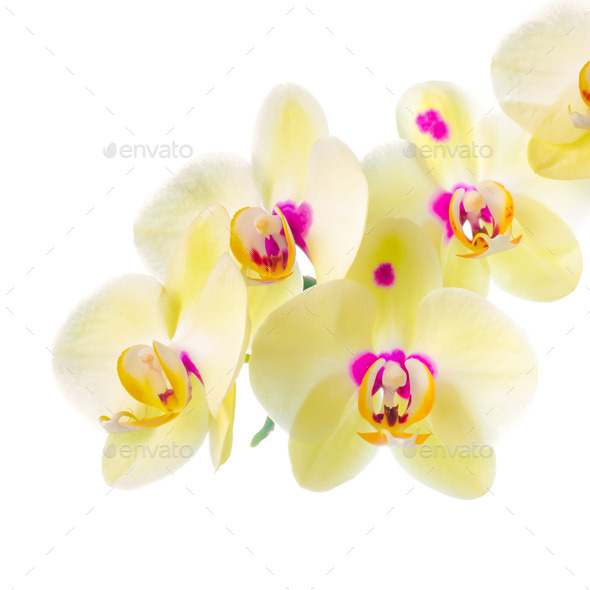 Branch of blooming beautiful yellow with purple spots orchid flo (Misc) Photo Download