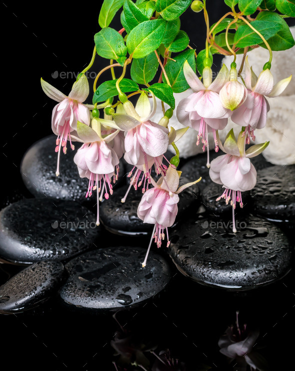 spa setting of branch pink fuchsia flower, towels and zen basalt (Misc) Photo Download