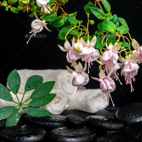 spa setting of branch pink fuchsia flower, towels, leaf shefler (Misc) Photo Download