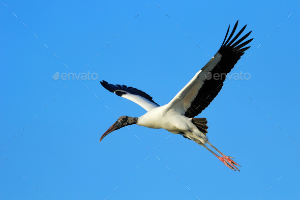 Wood stork flying in blue sky (Misc) Photo Download