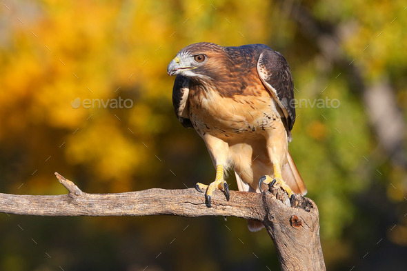 Red-tailed hawk sitting on a stick (Misc) Photo Download