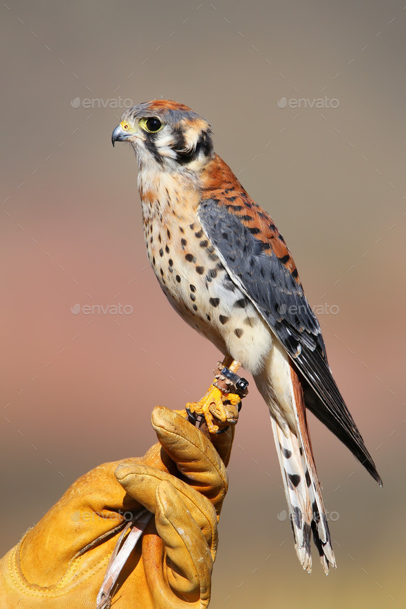 American kestrel sitting on falconer glove (Misc) Photo Download