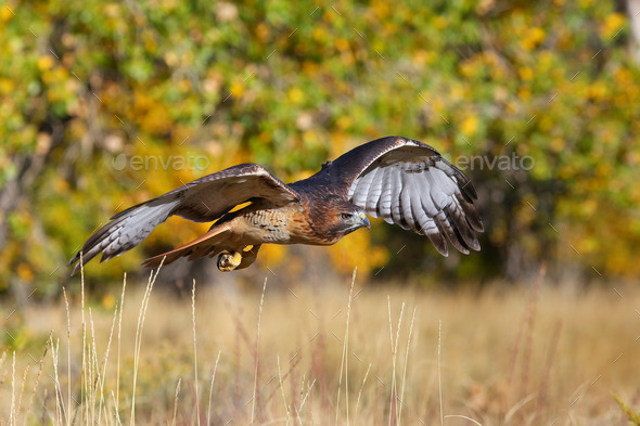 Red-tailed hawk in flight (Misc) Photo Download