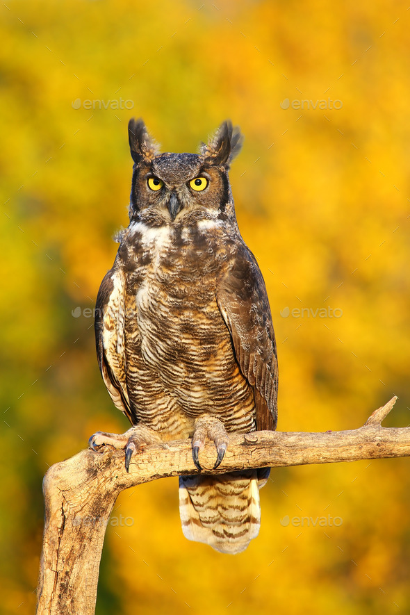 Great horned owl sitting on a stick (Misc) Photo Download