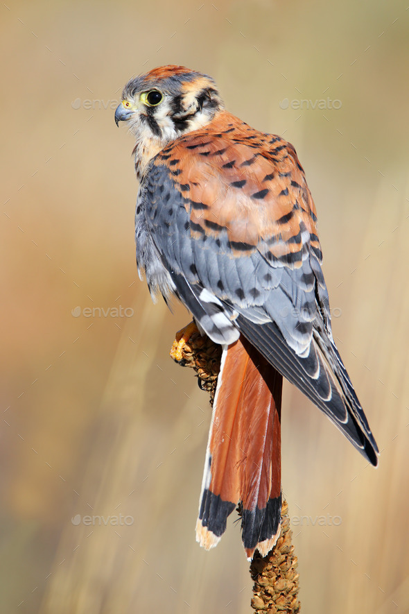 American kestrel sitting on a mullein (Misc) Photo Download