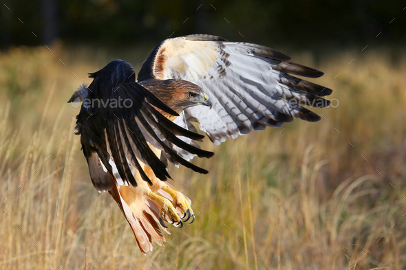 Red-tailed hawk in flight (Misc) Photo Download