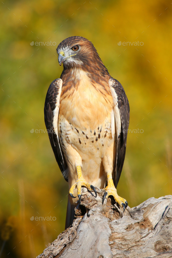 Red-tailed hawk sitting on a stump (Misc) Photo Download