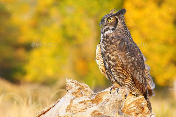 Great horned owl sitting on a stump (Misc) Photo Download