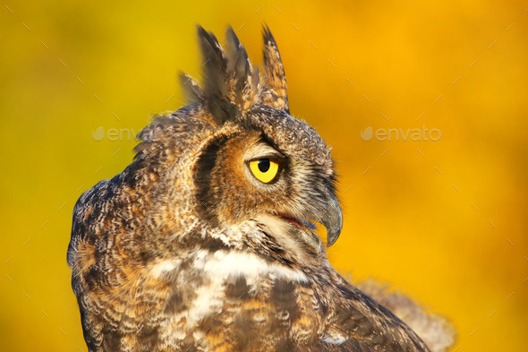 Portrait of Great horned owl (Misc) Photo Download