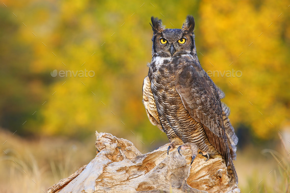 Great horned owl sitting on a stump (Misc) Photo Download