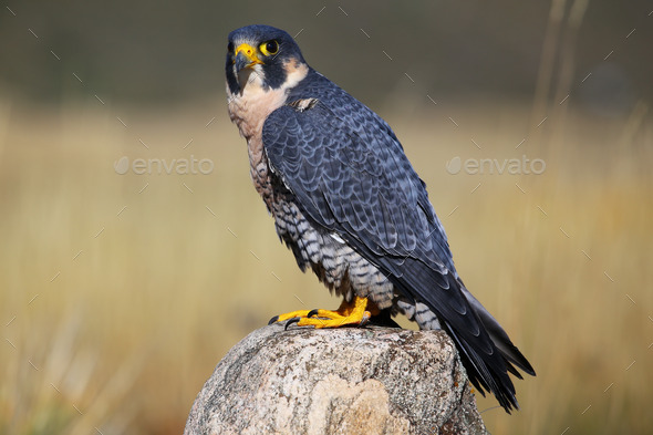 Peregrine falcon sitting on a rock (Misc) Photo Download