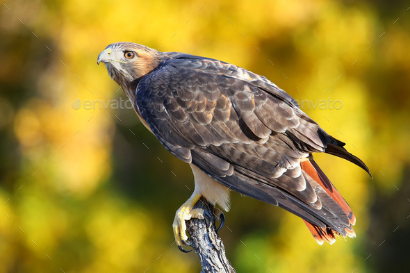 Red-tailed hawk sitting on a stick (Misc) Photo Download