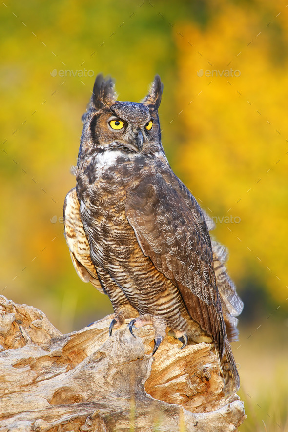 Great horned owl sitting on a stump (Misc) Photo Download
