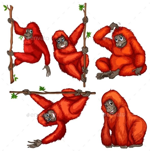 GraphicRiver Orangutan 9336662 GraphicRiver Orangutan 9336662