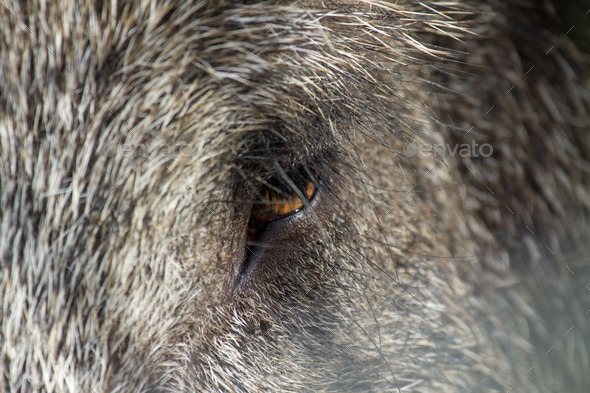 eye of a wild boar (Misc) Photo Download