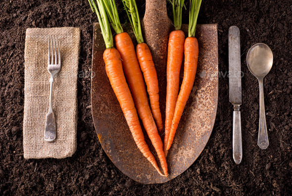 Carrots (Misc) Photo Download