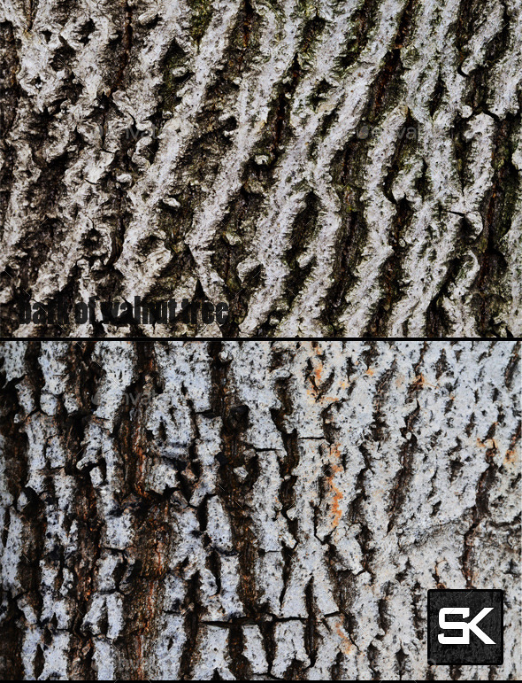 GraphicRiver Bark Of Walnut Tree 9349185 GraphicRiver Bark Of Walnut Tree 9349185