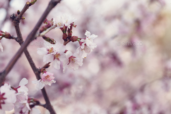 japan cherry sakura flowers in bloom