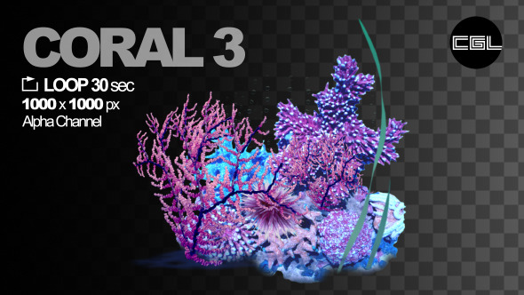 Coral 3 Coral 3