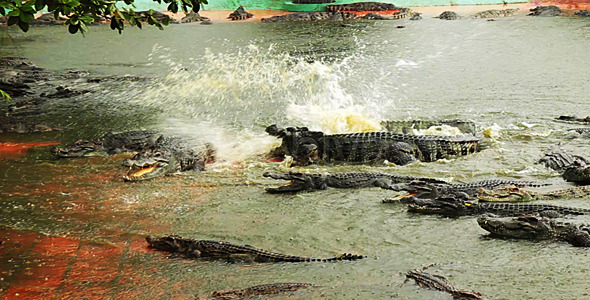 Crocodiles Life Crocodiles Life