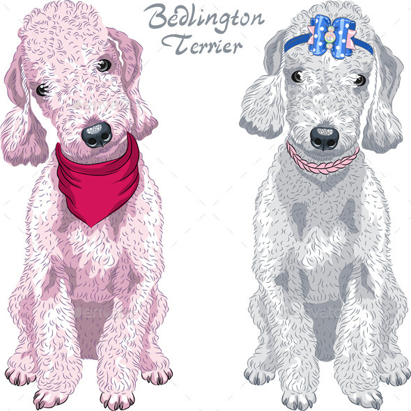 GraphicRiver Bedlington Terrier Breed 9409200 GraphicRiver Bedlington Terrier Breed 9409200