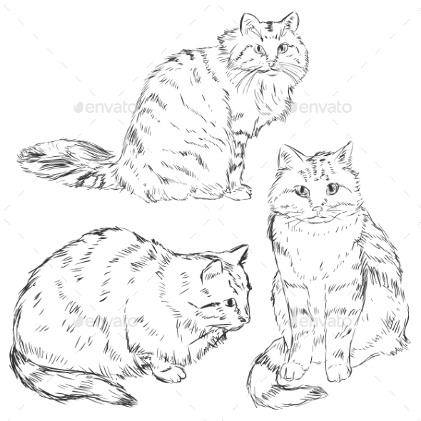 Cats Cats