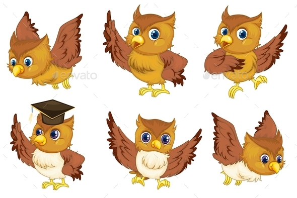 Owl Series (Animals)