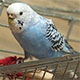 loros