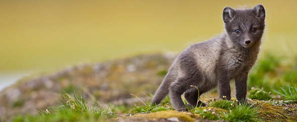 FainoDS