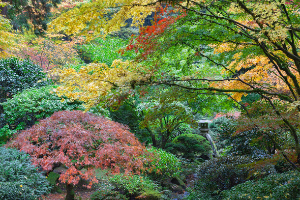 Stone Lantern Among Japanese Maple Trees - Stock Image - Everypixel