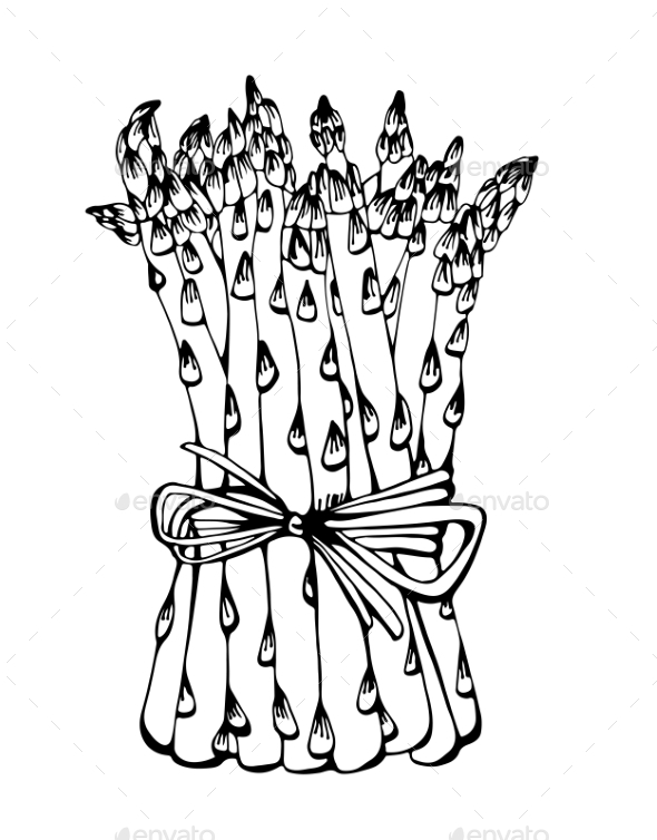 GraphicRiver Asparagus Drawing 9441611 GraphicRiver Asparagus Drawing 9441611