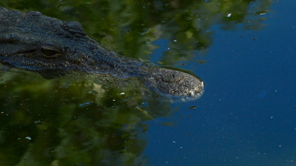Crocodile in the water of the river Crocodile in the water of the river