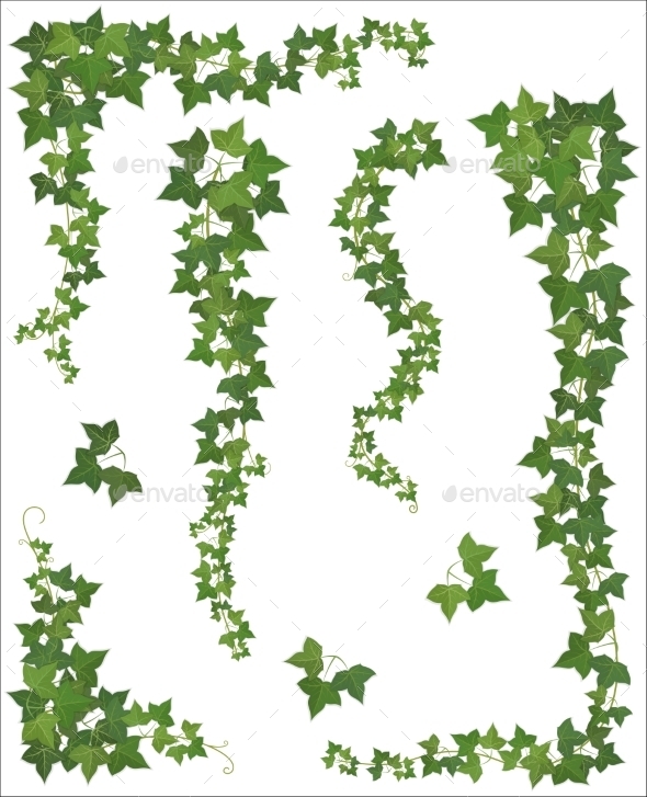 GraphicRiver Ivy Branches 9445242 GraphicRiver Ivy Branches 9445242
