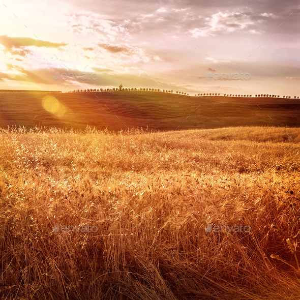 Beautiful autumn wheat field