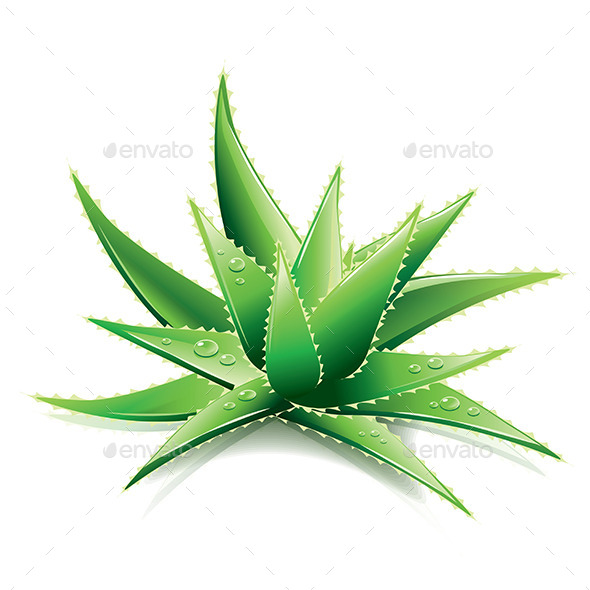 GraphicRiver Aloe Vera 9457376 GraphicRiver Aloe Vera 9457376