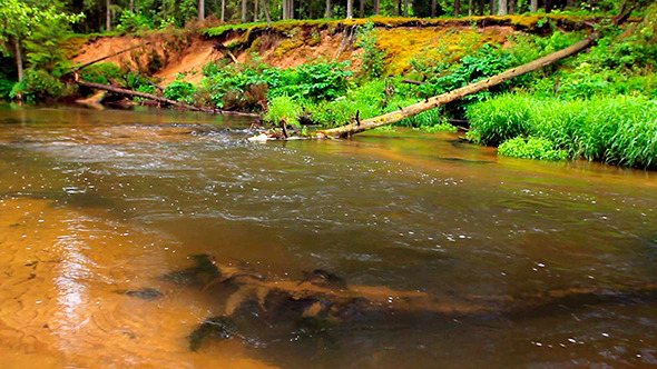 VideoHive River with lear Water 9477216 VideoHive River with lear Water 9477216